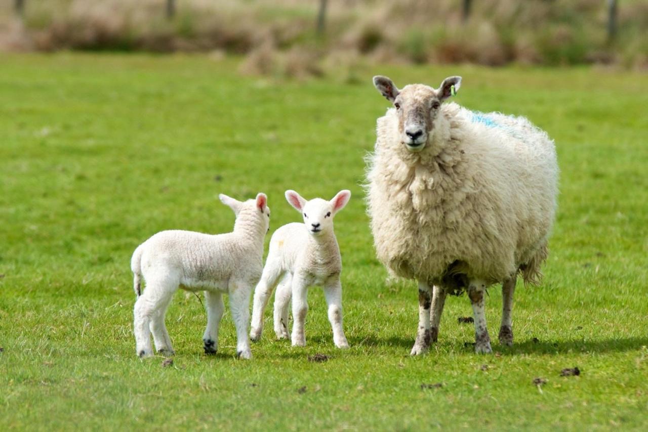 Willow House Bed & Breakfast And Orchard Studios Self Catering Limavady Zewnętrze zdjęcie